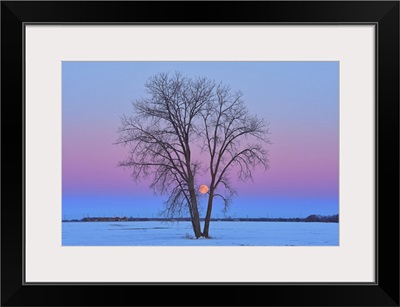 Full Moon And Plains Cottonwood At Dawn, Dugald, Manitoba, Canada