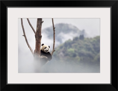 Giant Panda Cub Climbing A Tree In A Panda Base, Sichuan, China