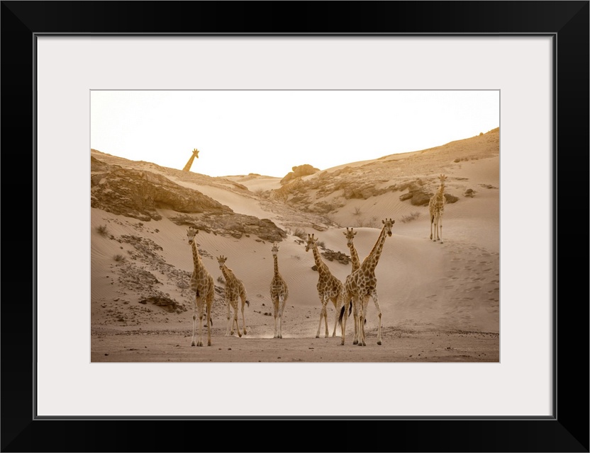 Giraffe herd, Skeleton Coast National Park, Namibia