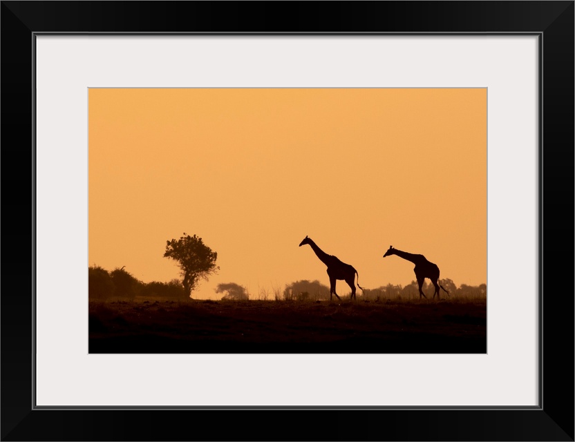 Giraffe silhouettes, Chobe River, Chobe National Park, Botswana