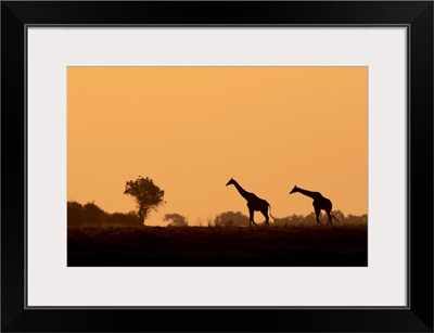 Giraffe Silhouettes, Chobe River, Chobe National Park, Botswana