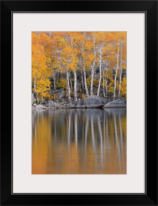 Golden coloured fall foliage and reflections on the shores of Intake 2 lake in the Eastern Sierras, Nr Bishop, California,...