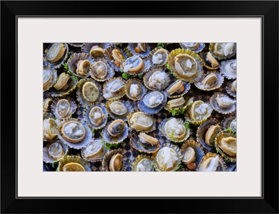 Grilled Limpets With Garlic, A Delicacy, Moledo Do Minho, Portugal