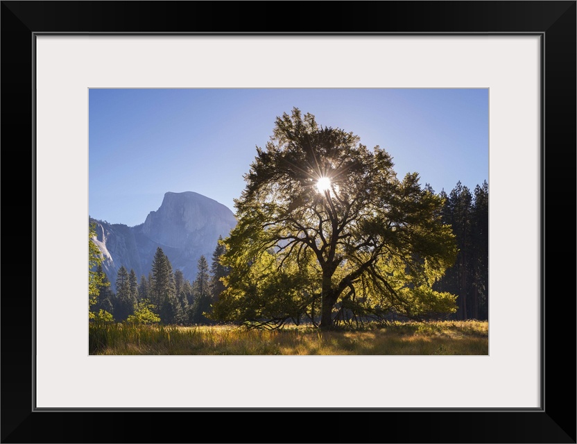 Half Dome and Elm tree in Cooks Meadow, Yosemite Valley, California, USA. Autumn (October)