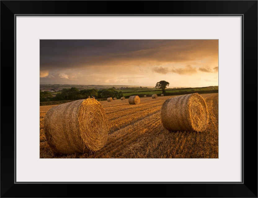 Hay Bales in a ploughed field at sunset, Eastington, Devon, England. Summer (August)