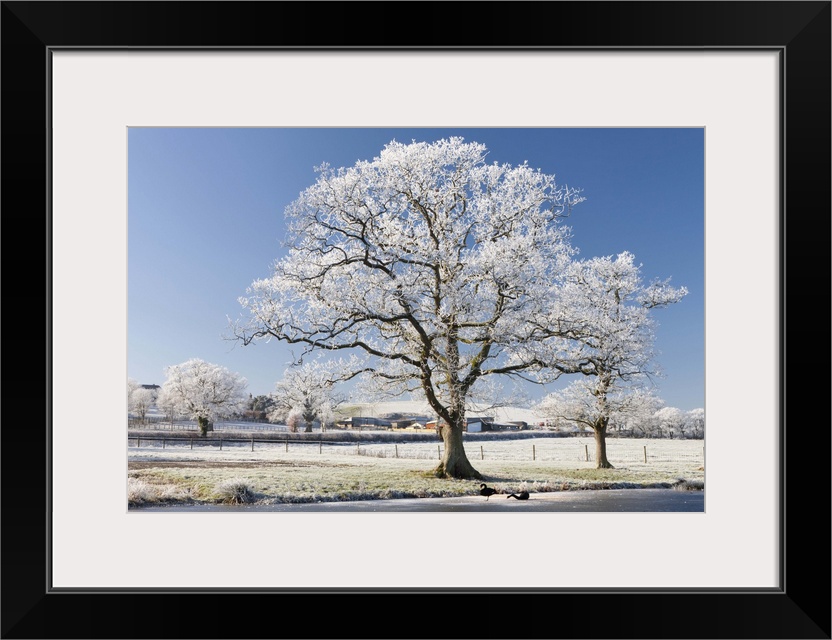 Hoar frosted tree on the banks of a frozen lake, Morchard Road, Devon, England. Winter