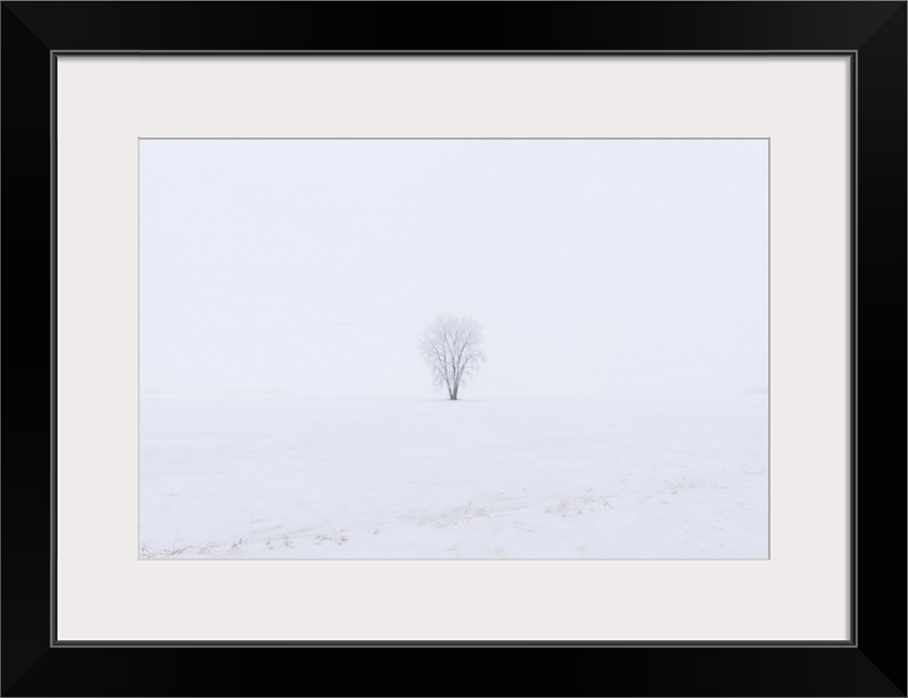 Hoarfrost covered Plains cottonwood Dugald, Manitoba, Canada