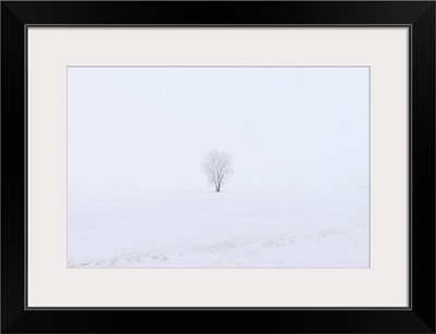 Hoarfrost Covered Plains Cottonwood Dugald, Manitoba, Canada