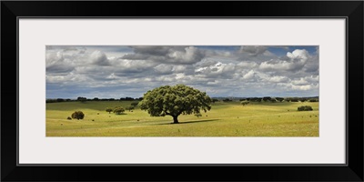 Holm oaks in the vast plains of Alentejo, Portugal