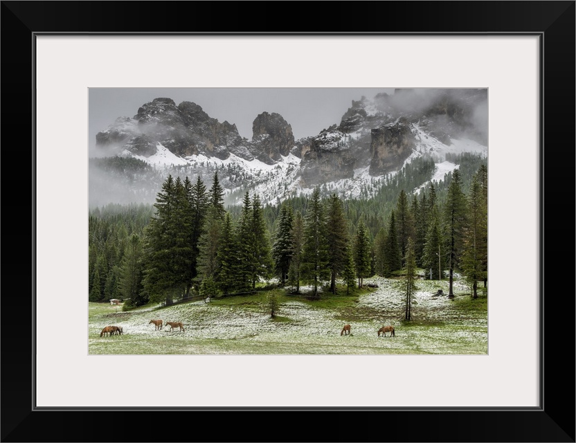 Horses grazing in the meadow blanketed in summer snow, Dolomites, Alto Adige or South Tyrol, Italy