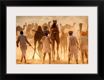 India, Rajasthan, Pushkar, Camel herders arriving at Pushkar Camel Fair