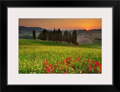 Italy, Tuscany, Orcia Valley, Cypress on the hill near San Quirico d'Orcia