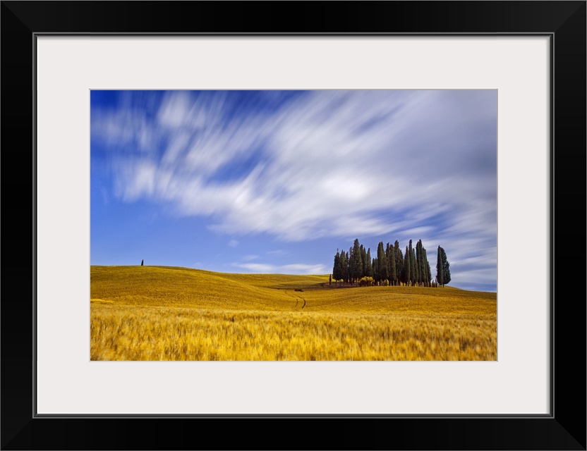 Italy, Tuscany, Siena district, Orcia Valley, Cypress on the hill near San Quirico d'Orcia