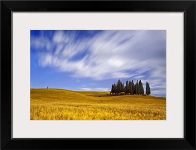 Italy, Tuscany, Orcia Valley, Cypress on the hill near San Quirico d'Orcia