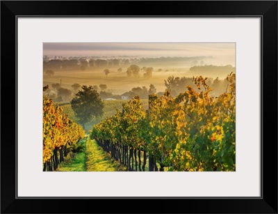 Italy, Umbria, Perugia district, Autumnal Vineyards near Montefalco