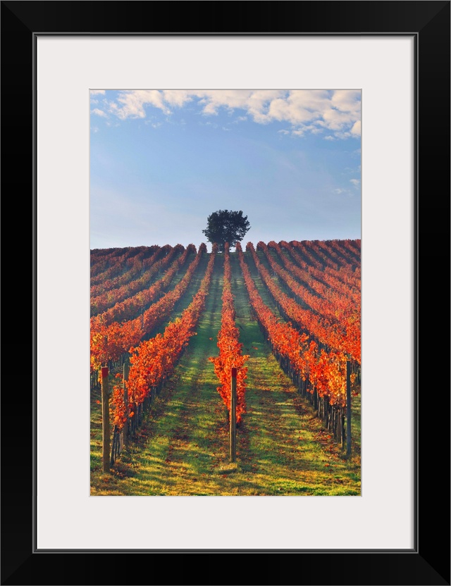 Italy, Umbria, Perugia district. Autumnal Vineyards near Montefalco.