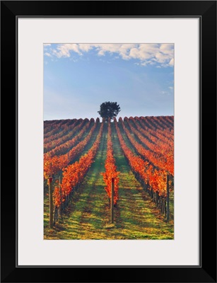 Italy, Umbria, Perugia district, Autumnal Vineyards near Montefalco