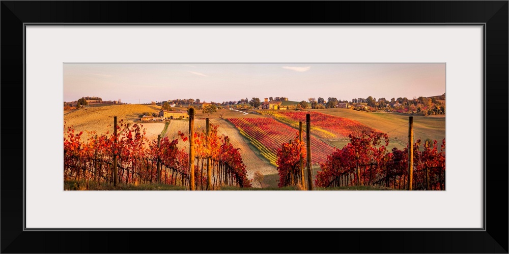 Lambrusco Grasparossa Vineyards In Autumn. Castelvetro Di Modena, Emilia Romagna, Italy