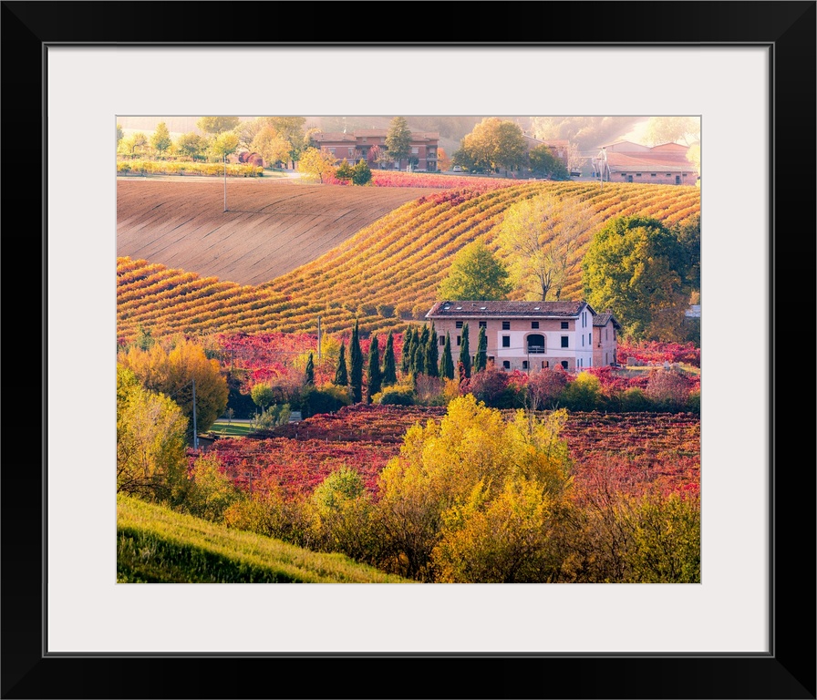 Lambrusco Grasparossa Vineyards In Autumn. Castelvetro Di Modena, Emilia Romagna, Italy