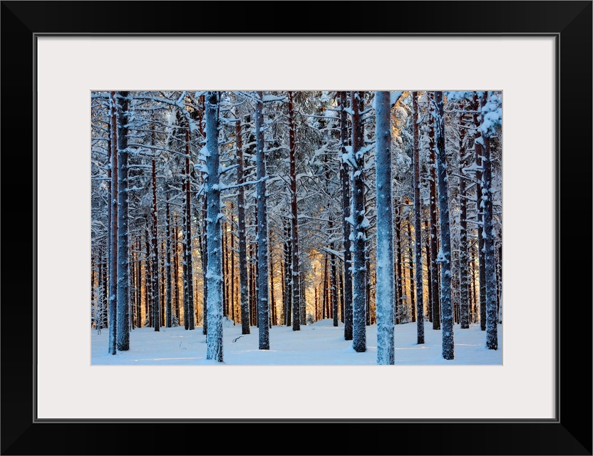 Lapland Woods In Winter At Sunset, Kuusamo, Finland