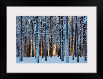 Lapland Woods In Winter At Sunset, Kuusamo, Finland