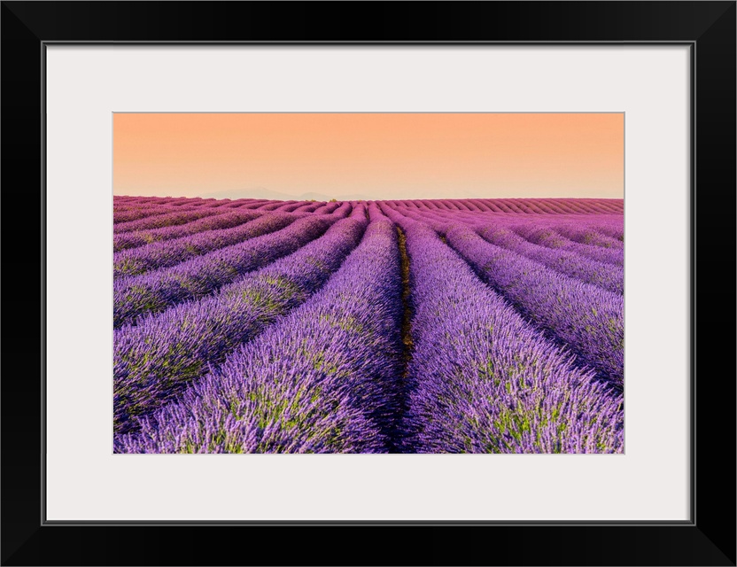 Lavender field at sunset, Plateau de Valensole, Provence, France.