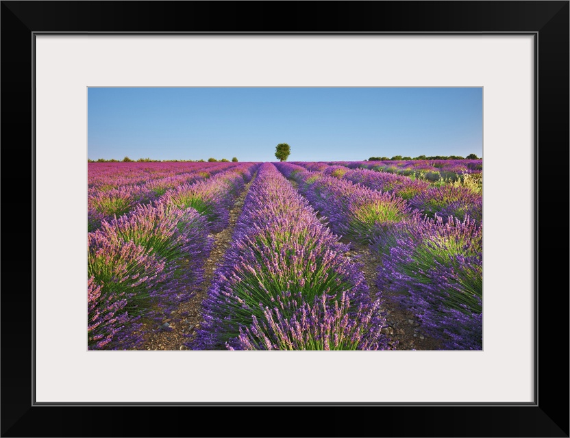 Lavender field. France, Provence-Alpes-Cote d'Azur, Alpes de Haute Provence, Forcalquier, Valensole, Saint Jurs. Provence,...