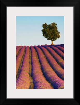 Lavender Field, Provence-Alpes-Cote d'Azur, France