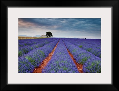 Lavender Field, Valensole Plain, Alpes-De-Haute-Provence, France