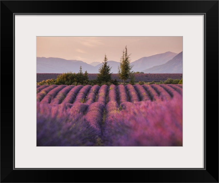 Lavender fields in late evening sunlight, Plateau de Valensole, Provence-Alpes-Cote d'Azur, France