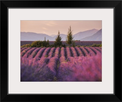 Lavender Fields, Plateau De Valensole, Provence-Alpes-Cote d'Azur, France