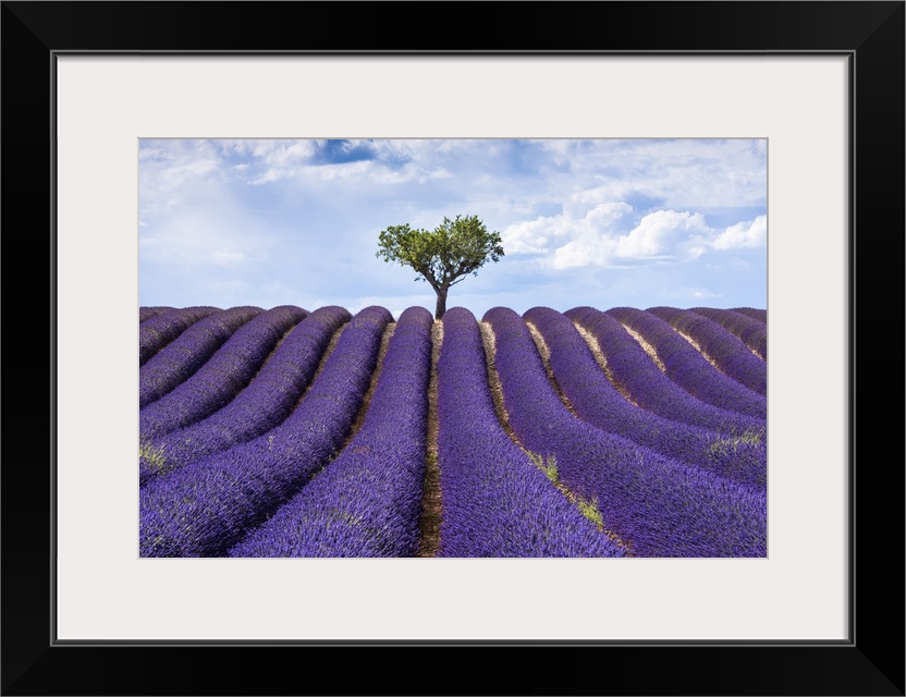 Lavender fields, Provence, France