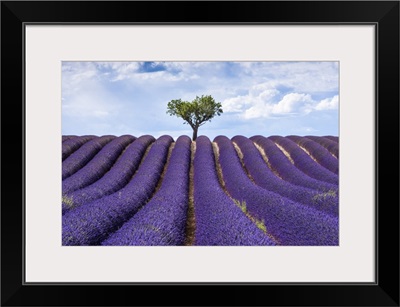 Lavender fields, Provence, France