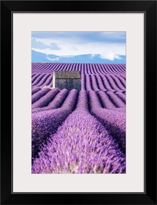 Lavender fields, Provence, France