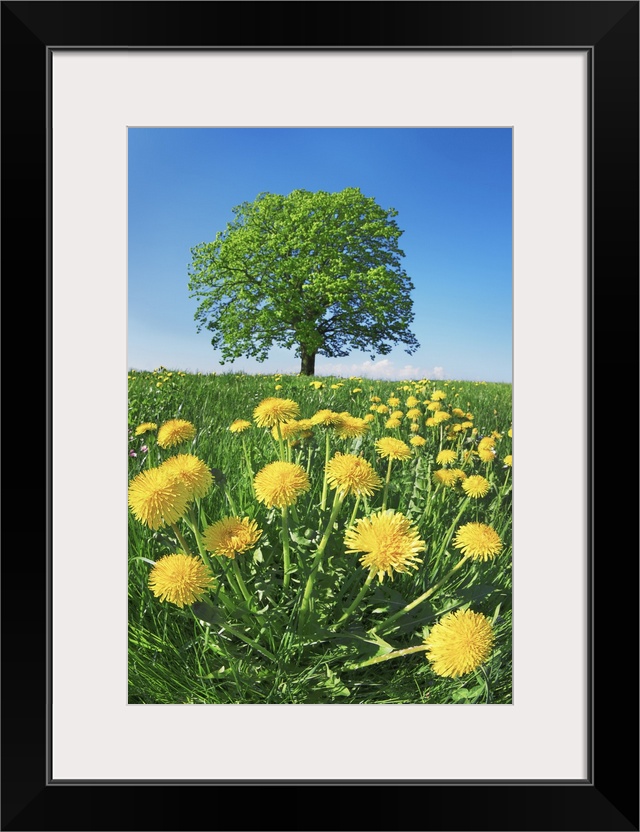 Lime tree with dandelions. Germany, Bavaria, Upper Bavaria, Miesbach, Holzkirchen, Osterwarngau. Bavaria, Western Europe, ...