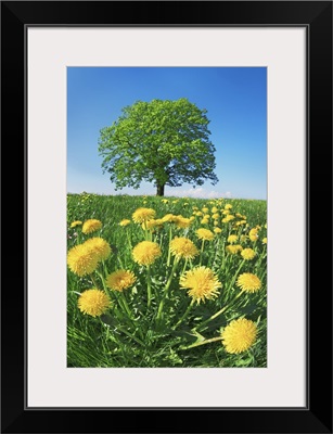 Lime Tree With Dandelions, Germany, Bavaria, Miesbach, Holzkirchen, Osterwarngau