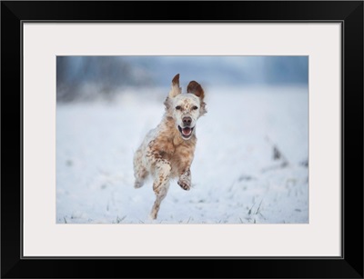 Lombardy, Italy, Europe, An English Setter Dog Is Running On A Snow Covered Field