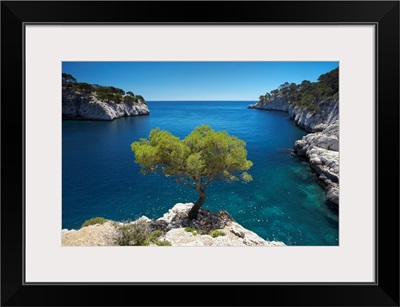 Lone Pine Tree, Les Calanques, Cassis, Provence, France