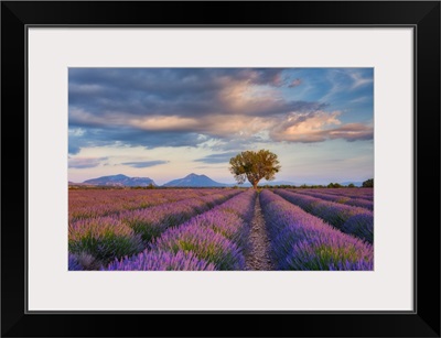 Lone Tree In Blooming Lavender Field, Provence-Alpes-Cote d'Azur, France