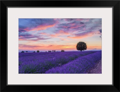 Lone Tree In Lavender Field, Provence-Alpes-Cote d'Azur, France