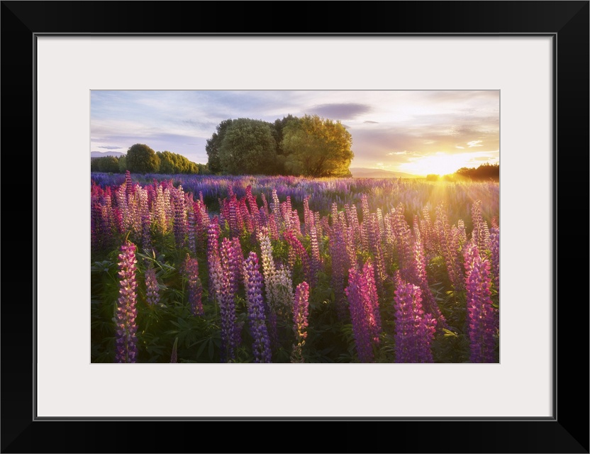 Lupins at Lake Tekapo, Canterbury, New Zealand