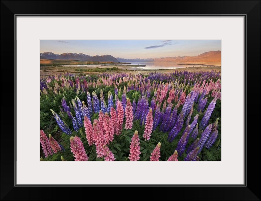 Lupins at Lake Tekapo, Canterbury, New Zealand