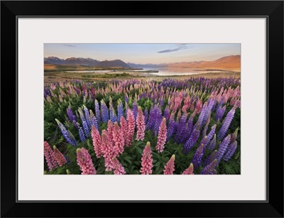 Lupins At Lake Tekapo, Canterbury, New Zealand