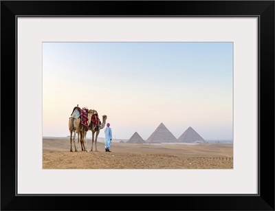 Man And His Camels At The Pyramids Of Giza, Giza, Cairo, Egypt