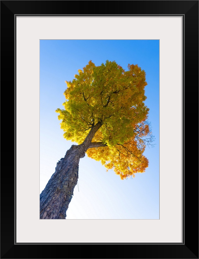 Maple tree, Peacham, Vermont, USA.