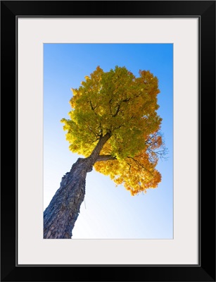 Maple Tree, Peacham, Vermont, USA