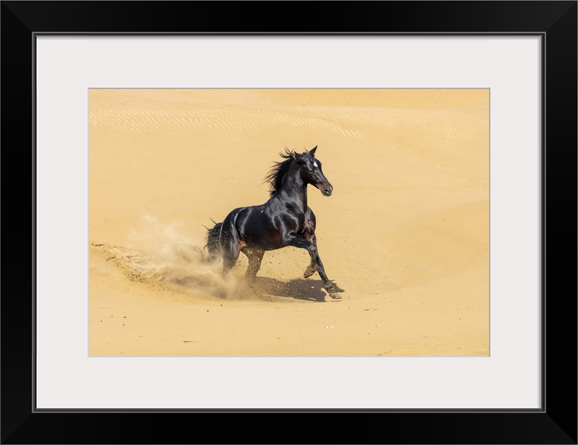 Marrakesh-Safi (Marrakesh-Tensift-El Haouz) region, Essaouira, a black Barb horse runs on sand dunes.
