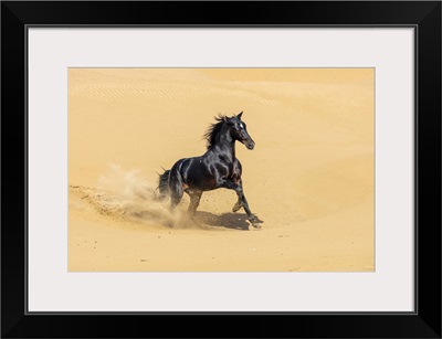 Marrakesh-Safi Region, Essaouira, A Black Barb Horse Runs On Sand Dunes