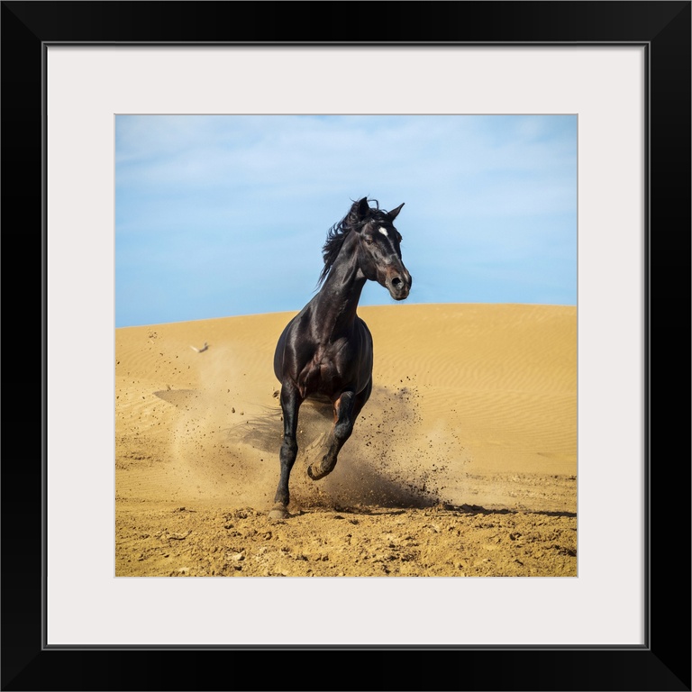 Marrakesh-Safi (Marrakesh-Tensift-El Haouz) region, Essaouira, a black Barb horse runs over sand dunes.