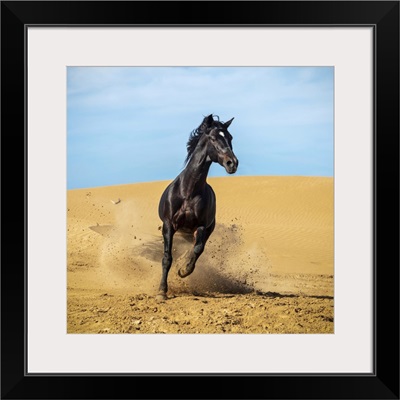 Marrakesh-Safi Region, Essaouira, A Black Barb Horse Runs Over Sand Dunes